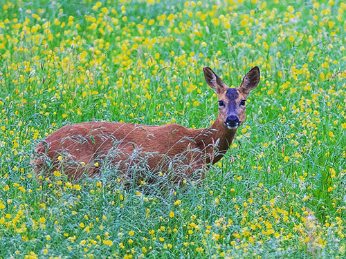 Roe deer in the meadow