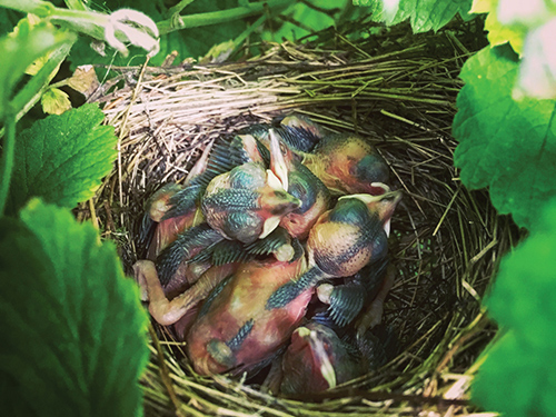 A brood of young blackcaps