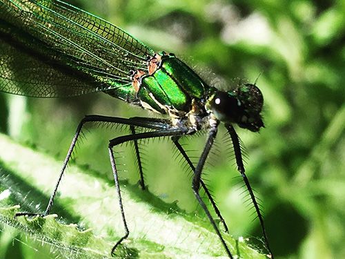 Demoiselle damselfly