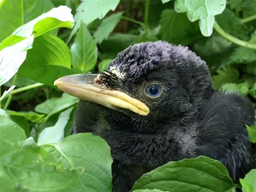 Fledgling Jackdaw