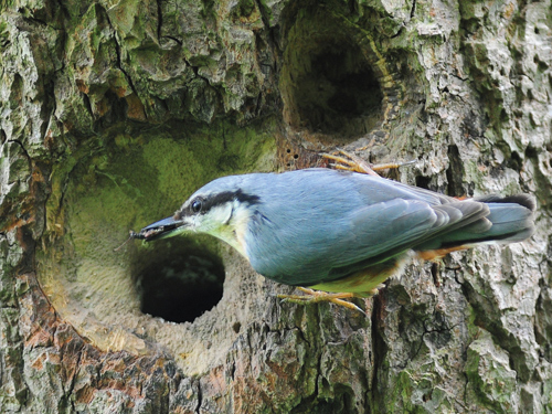 Feeding time for nuthatches