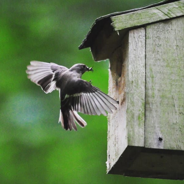 Female pied flycatcher frantically feeding her young