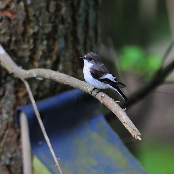 Male pied flycatcher guarding nestbox