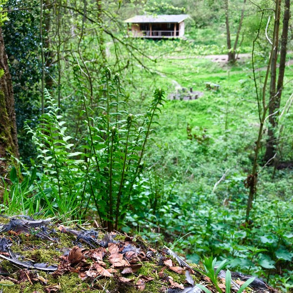 A sparrowhawk plucking post