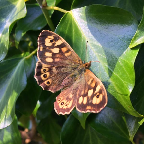 Speckled wood