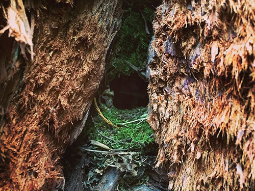 A Wren's nest in the redwood