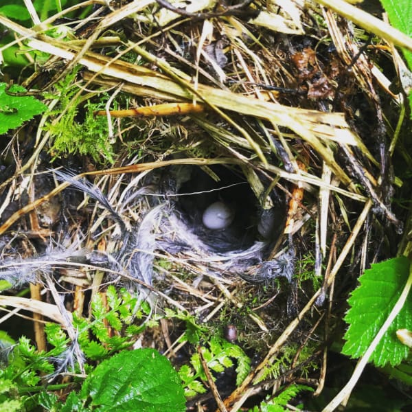 A new chiffchaff nest with a freshly laid egg