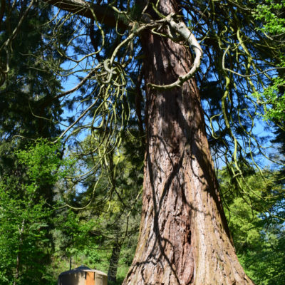 Seren and the redwood in May