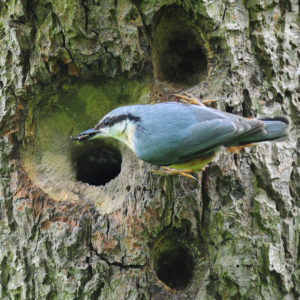 Redwood Valley nuthatch nest