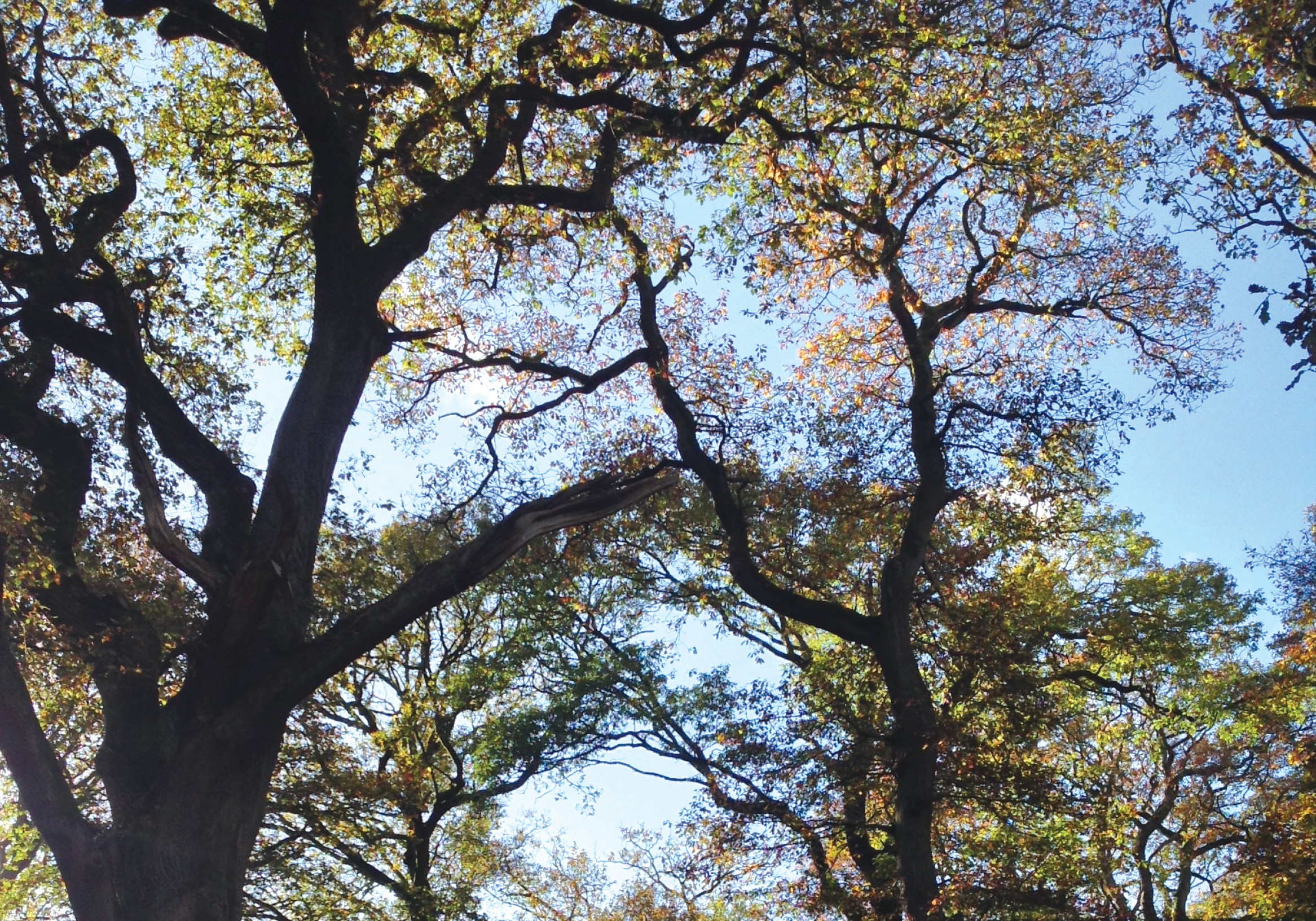 oaks - Redwood Valley