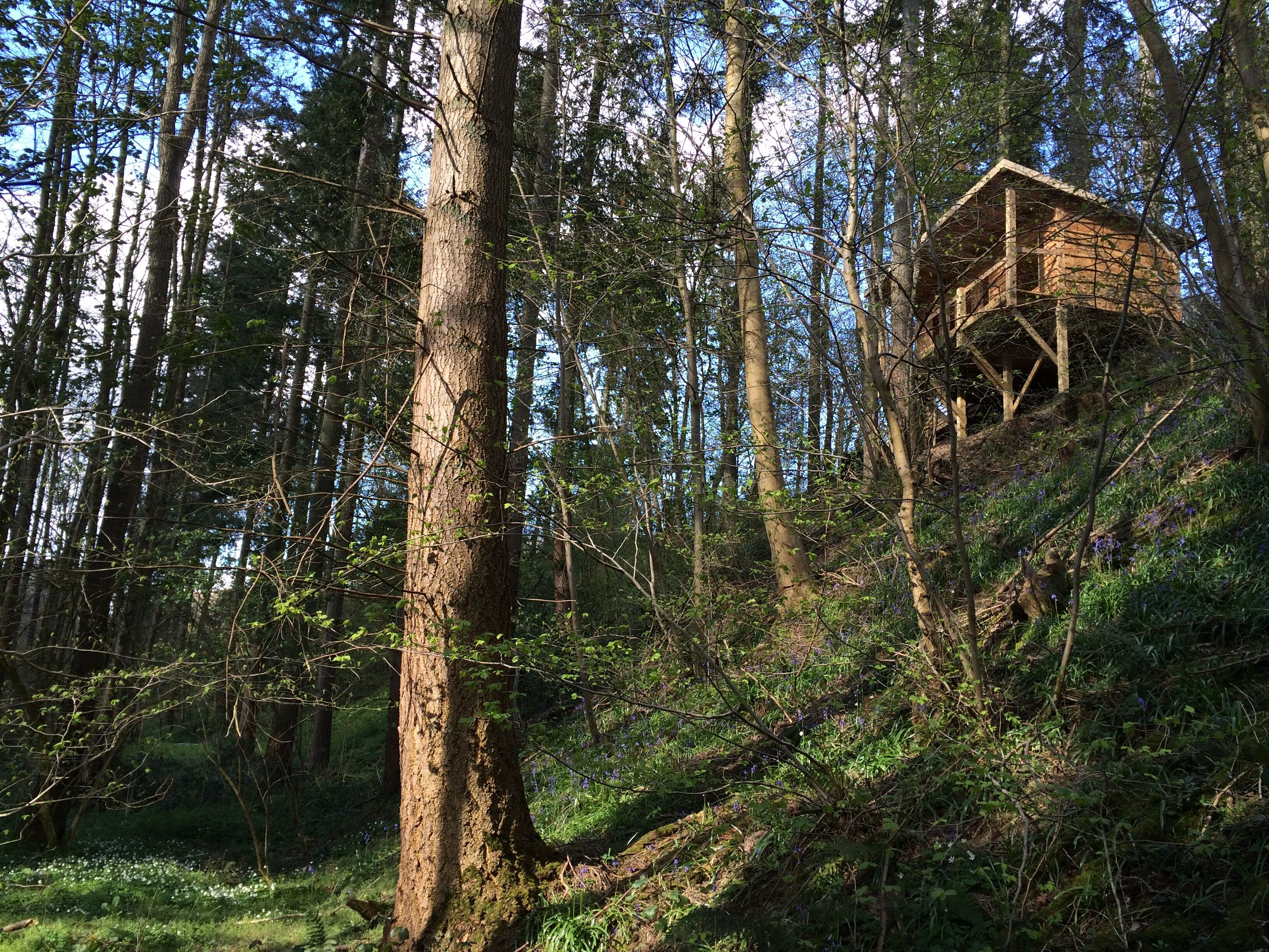 Treetop Cabin Redwood Valley