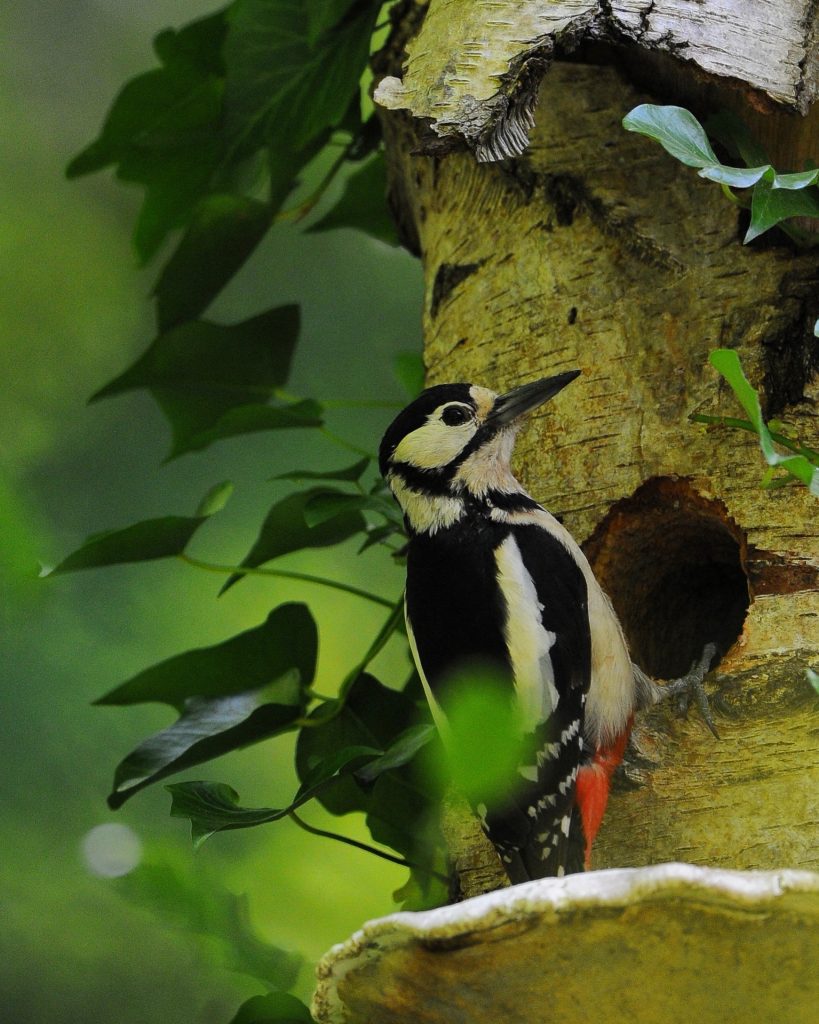 Great spotted woodpecker at nest
