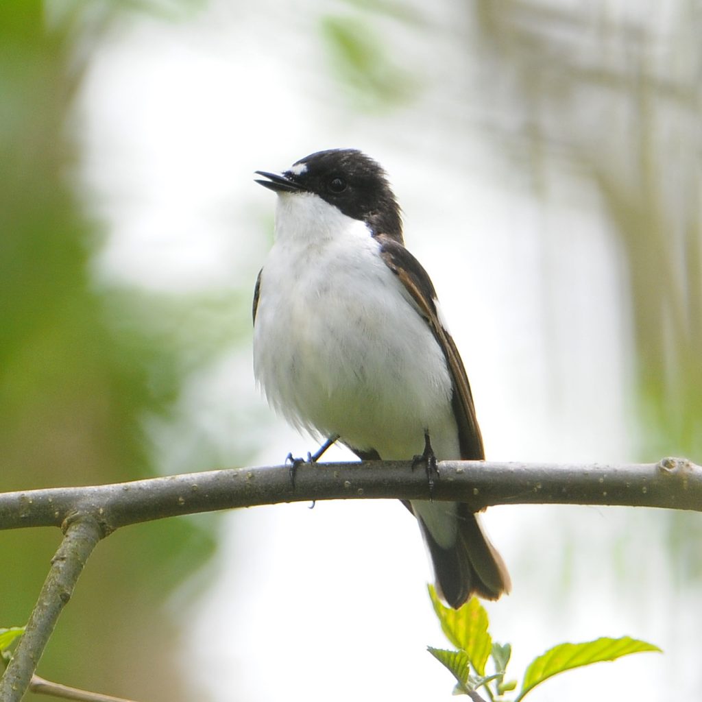 Male pied flycatcher