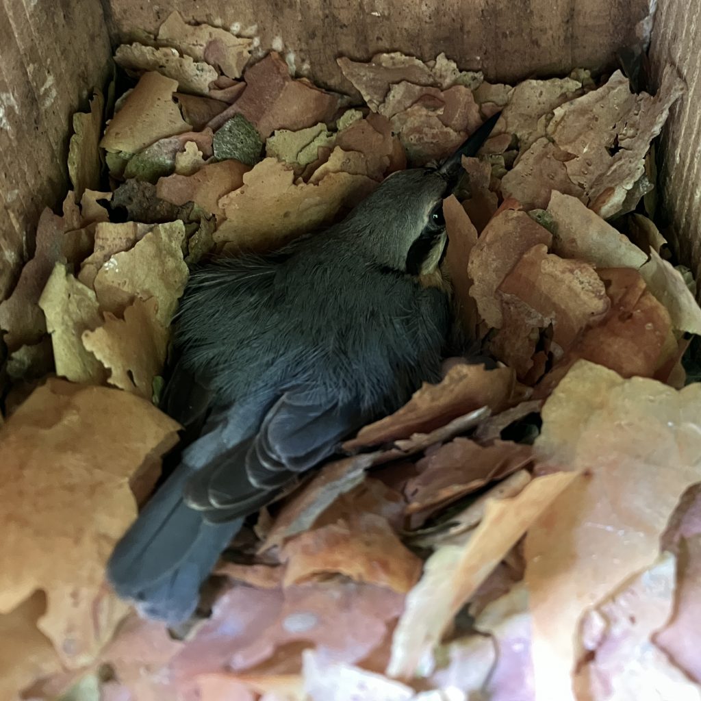 Nuthatch on her brood