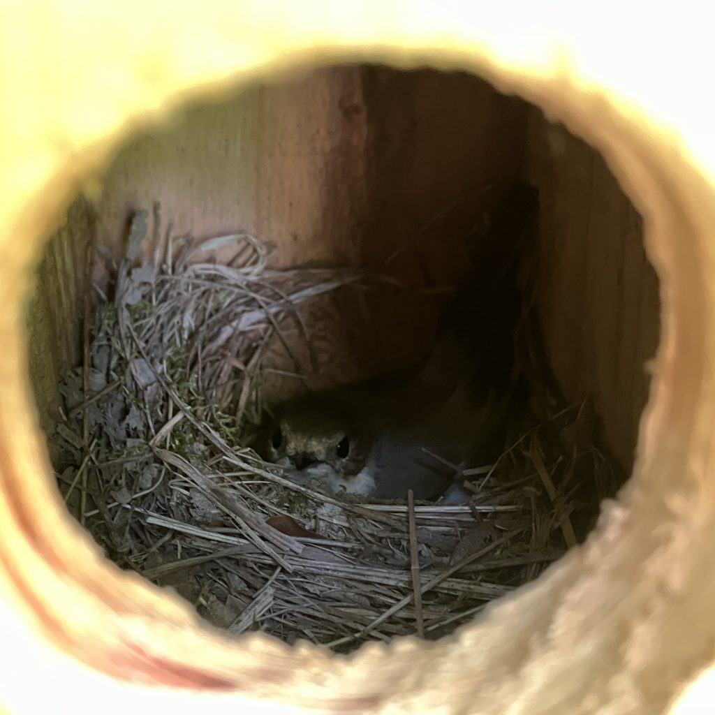 Pied flycatcher on her brood